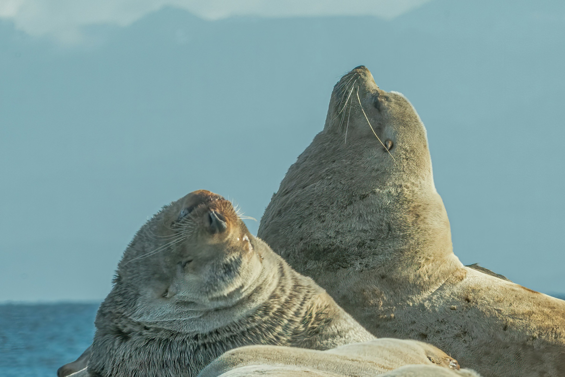 Two British seals by the sea