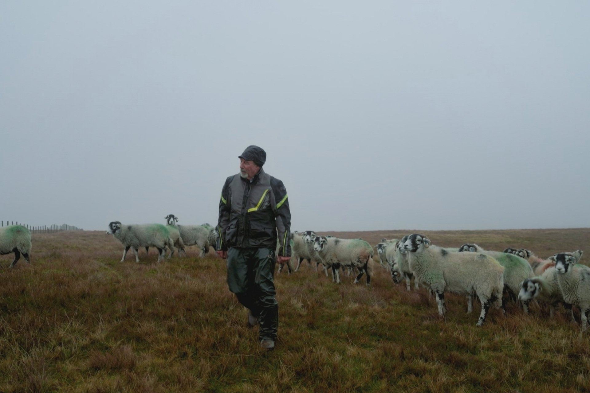 Clive Owen herding sheep