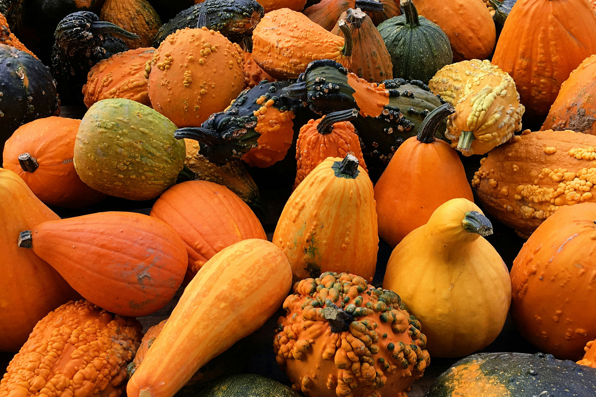 Squash