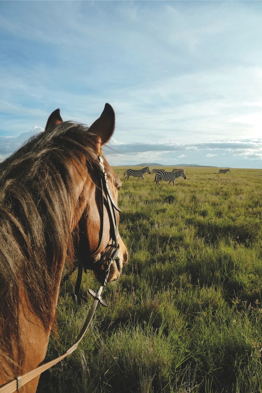 Horse on plains, with zebra in the background