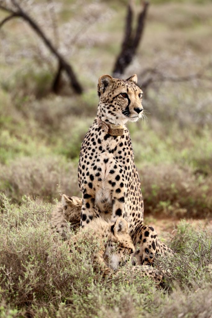 The Land of Thirst: Inside the Fight to Save South Africa’s Great Karoo