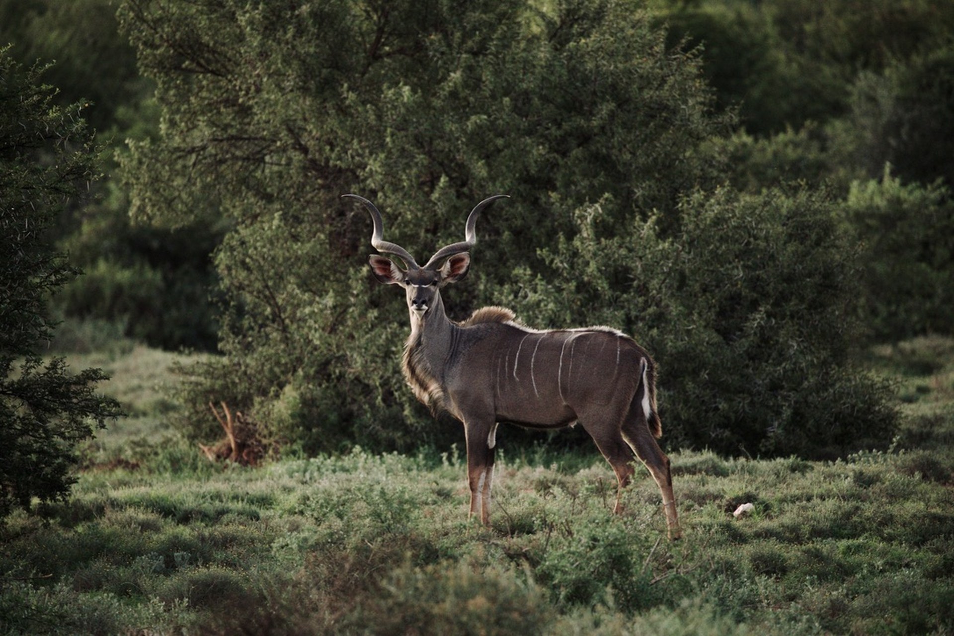 safari Samara Karoo