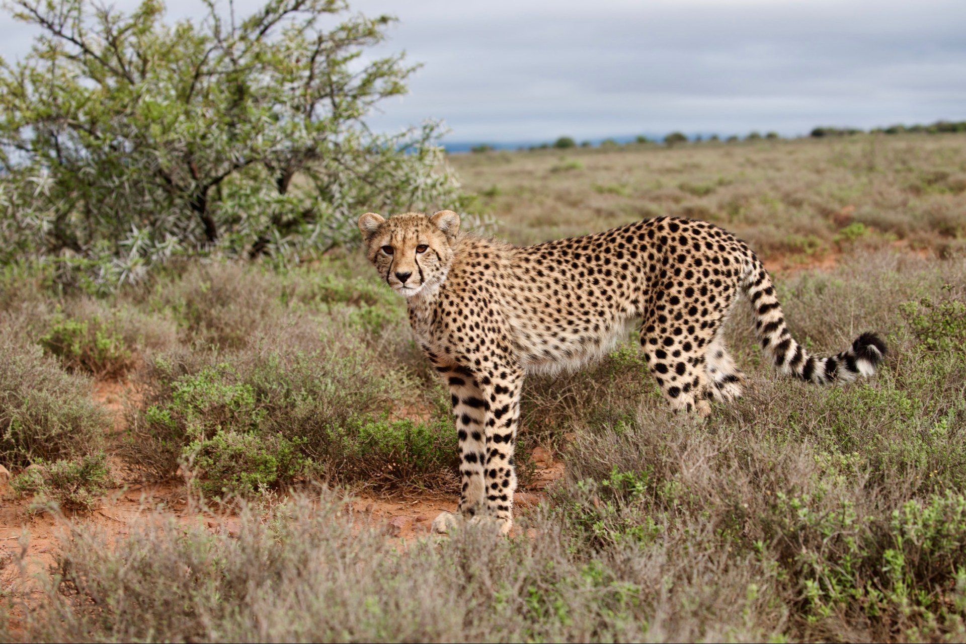 cheetah, Samara Karoo