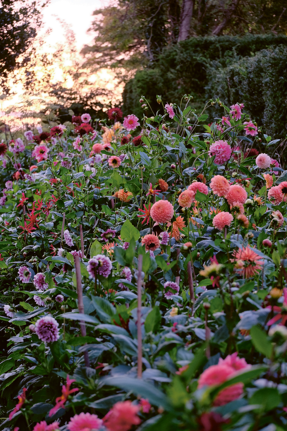 Dahlia border