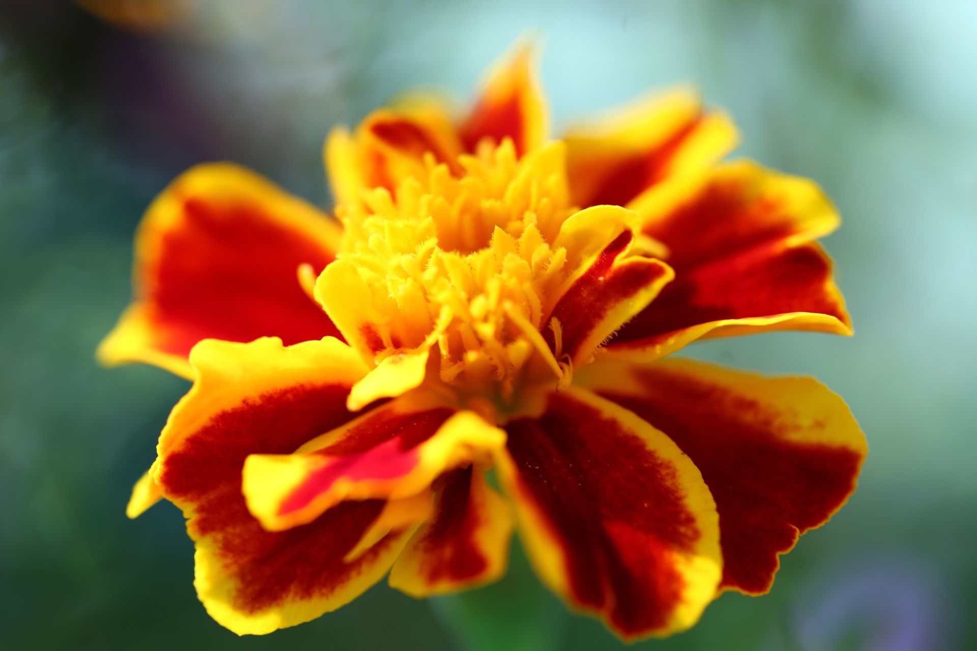 Marigold