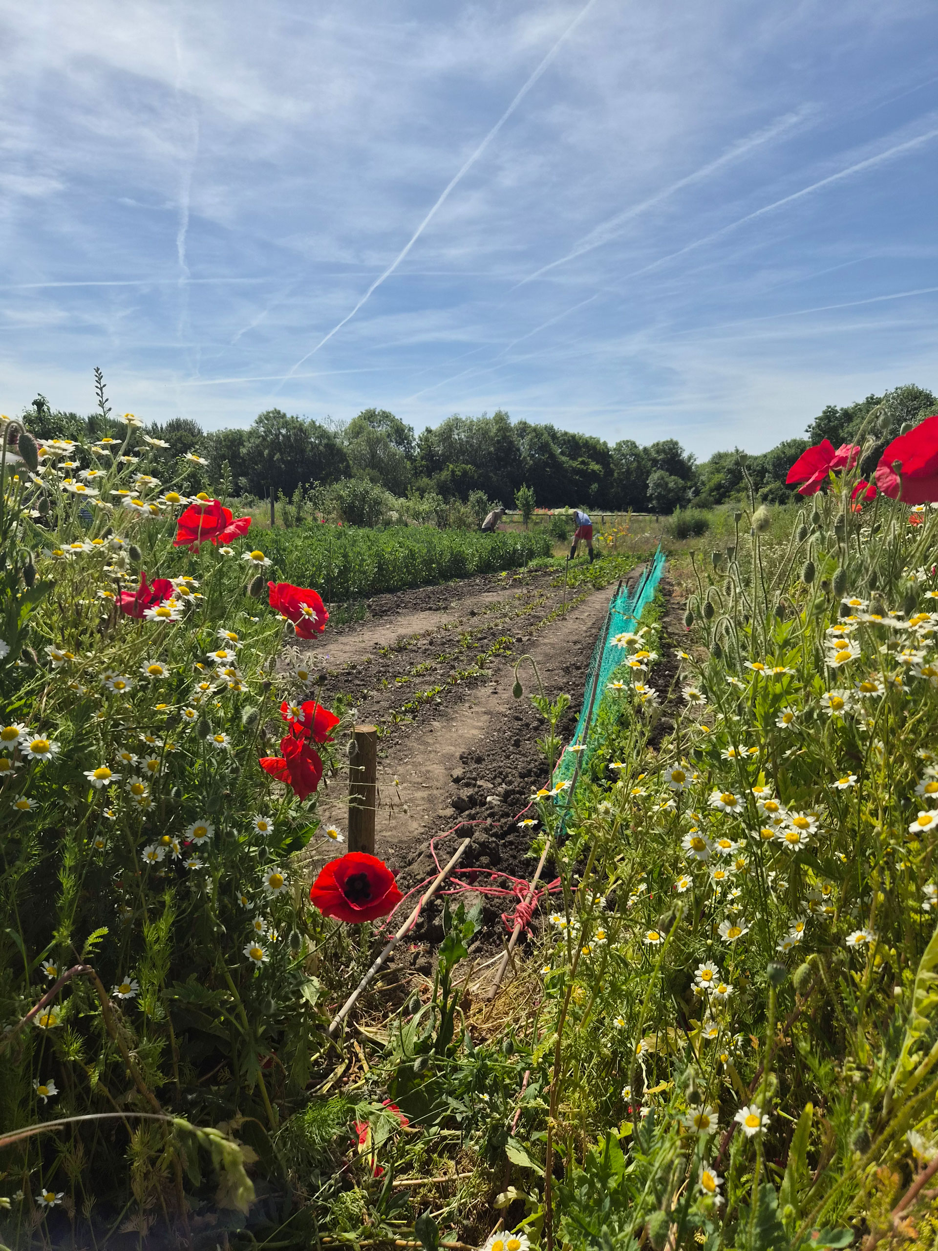 The Cambridge Community Farm