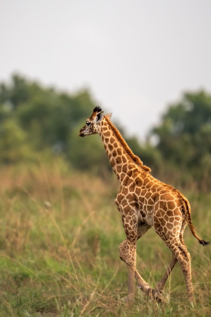 Uganda Beyond The Gorillas: Inside The Nation’s Most Remote Wildlife Park