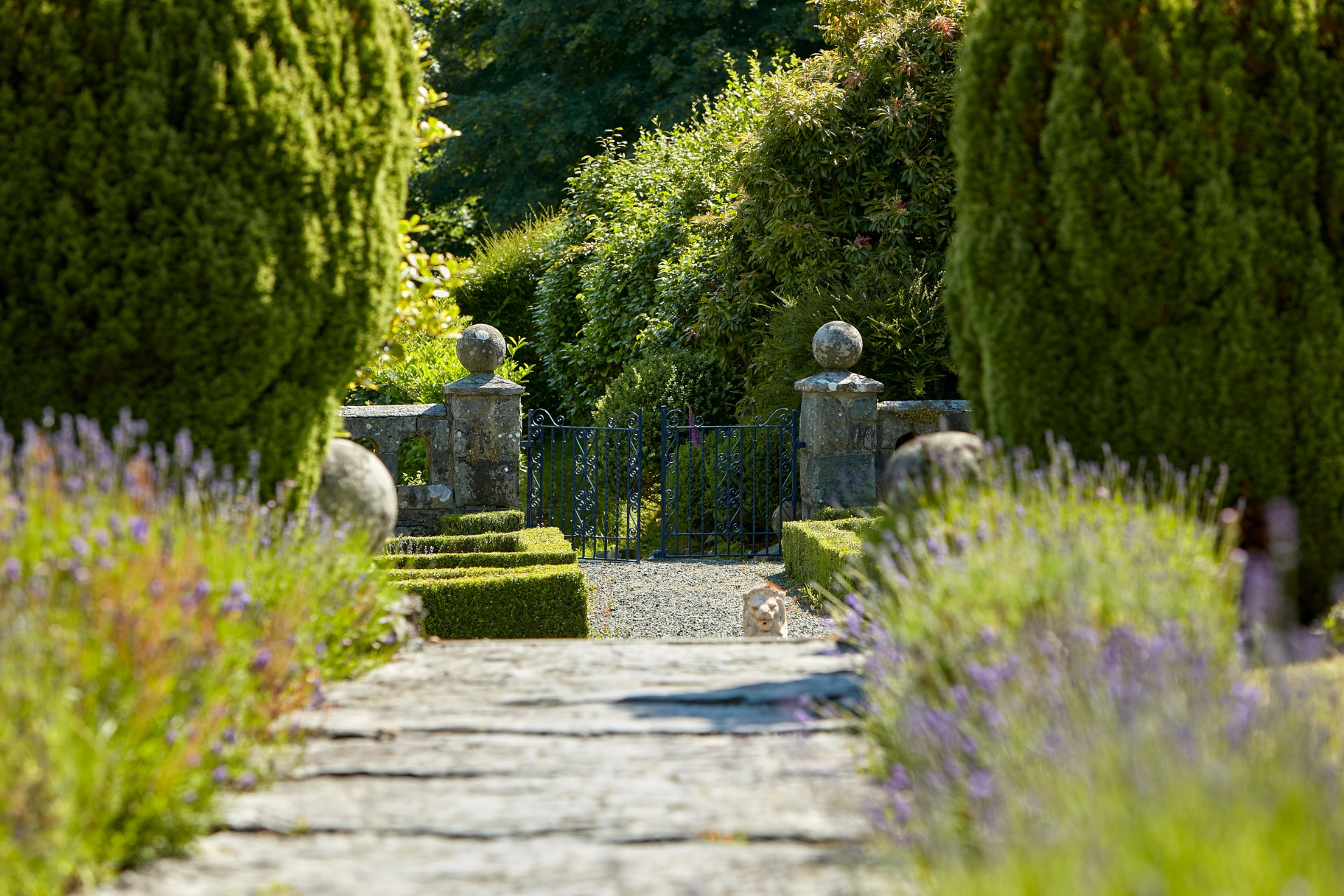 Lavender in the gardens at Penmaenuchaf hotel