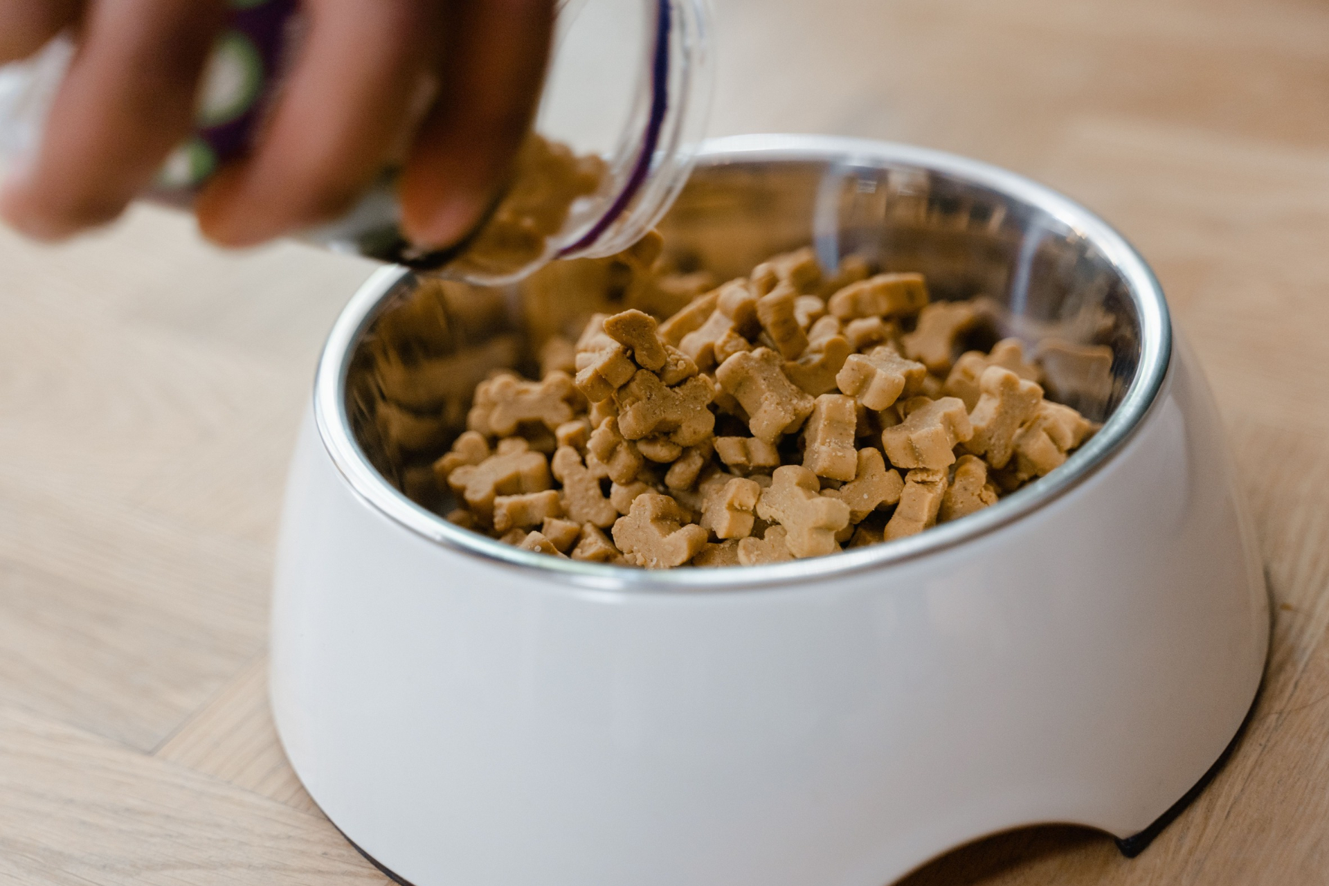 Dog food