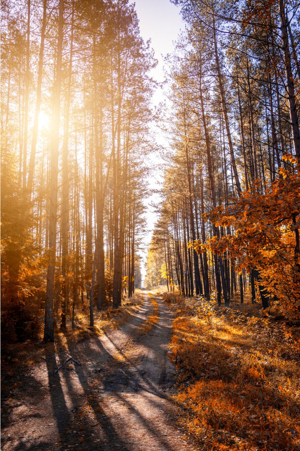 Your November 2026 Horoscope Is Here