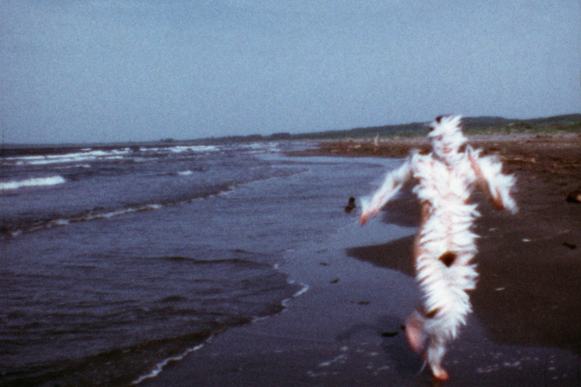 Ana Mendieta Bird Run (1974)