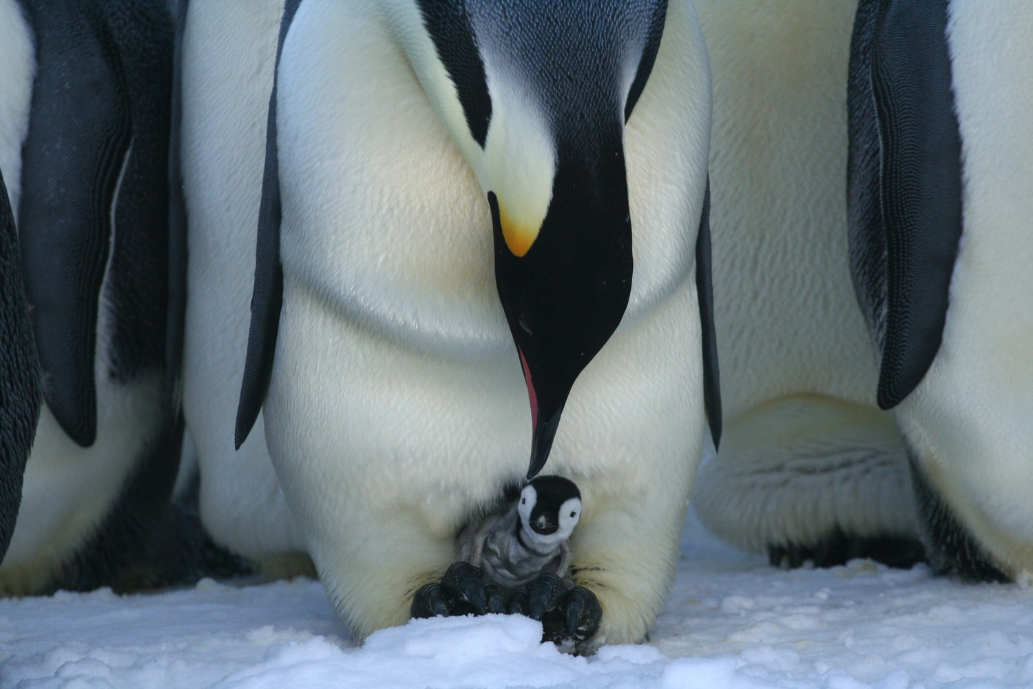 mother and baby penguin