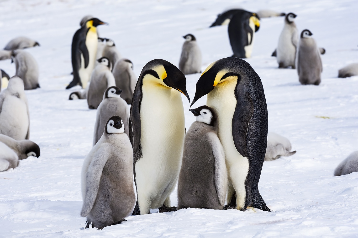 penguins